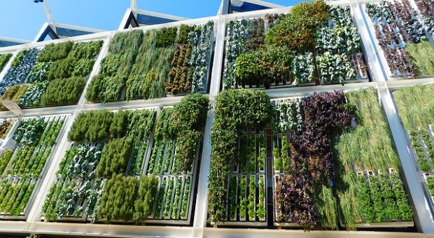 Cómo hacer un jardín vertical casero y económico en casa