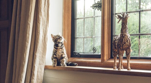 Tips para mantener una casa limpia y ordenada conviviendo con mascotas